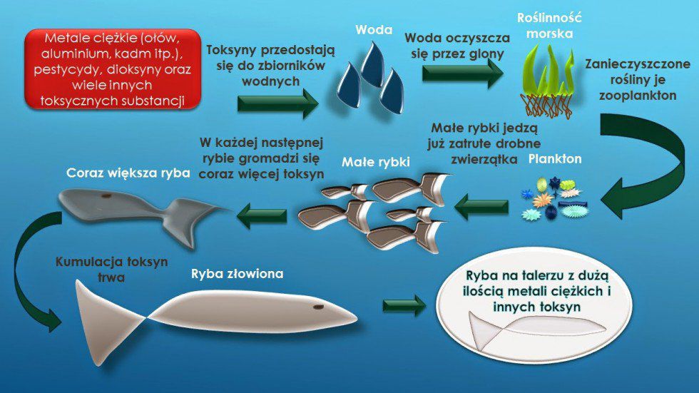 Kumulacja toksyn w rybie